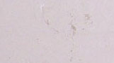 Limestone Marfim
